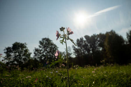Close up of wild flowers in a meadow, blue skyの写真素材