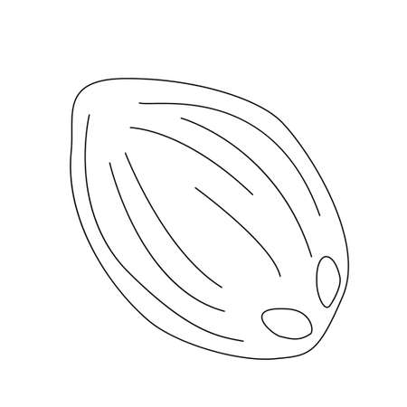 Coconut line art. Outline. Vector, illustration, isolatedのイラスト素材