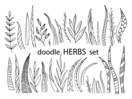 Herbs. Set in doodle style outline. Vector eps 10のイラスト素材