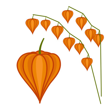 Physalis, cape gooseberry, winter cherry. Branch of physalis. Cartoon vectorのイラスト素材
