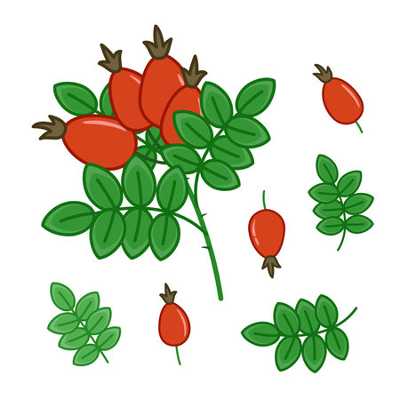 Rose hip. Branch of rose hip. Berries and leaves. Set. Cartoon vectorのイラスト素材