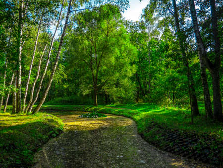 The river turns behind the trees in the forest