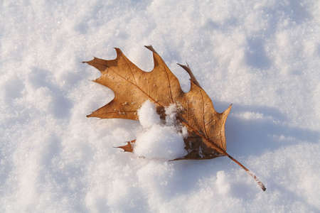 Dried oak leaf on the snowの写真素材