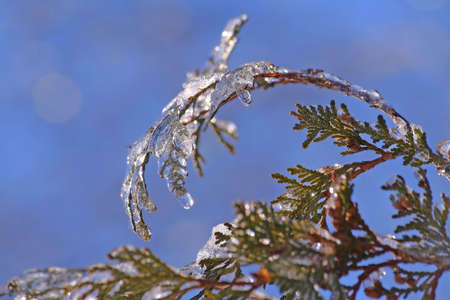  Glistening ice on a cedar branchの写真素材