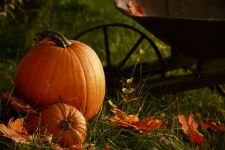 Pumpkins in the grass ready for halloweenの写真素材
