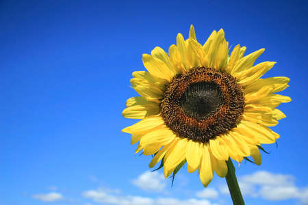 Golden sunflower  against a blue skyの写真素材