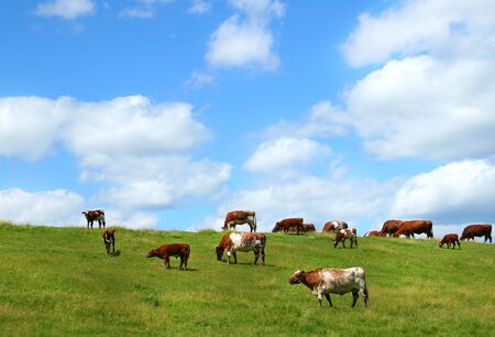 Cows grazing on the hillの写真素材