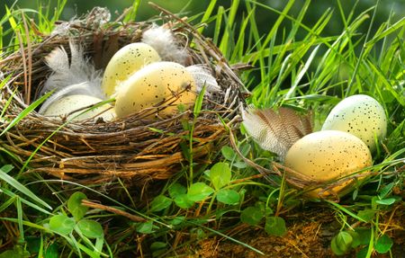 Bird's nest with eggs in the grassの写真素材