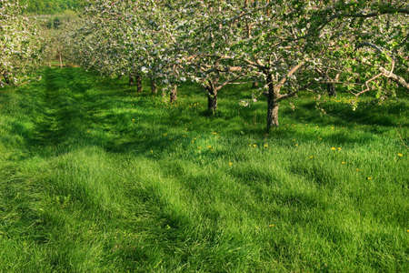 Apple blossoms in the orchardsの写真素材