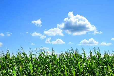 Field of corn stalks in Augustの写真素材