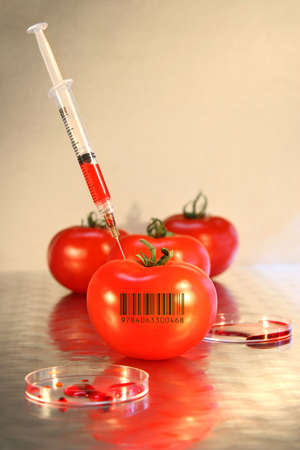 Close-up of syringe in tomato for genetic researchの写真素材