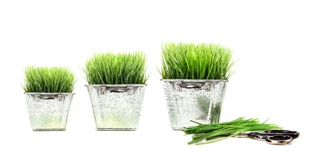 Plants growing in aluminum containers on whiteの写真素材