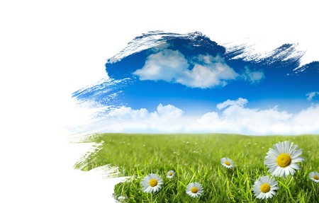 Wild daisies in the grass with summer blue skyの写真素材