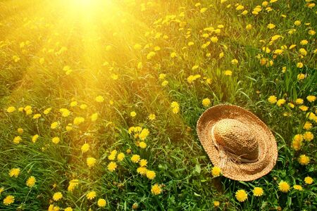 Rays of afternoon sun on green grass with straw hatの写真素材
