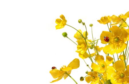 Yellow buttercups with ladybug on white backgroundの写真素材