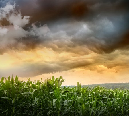 Dark skies looming over corn fields at sunsetの写真素材