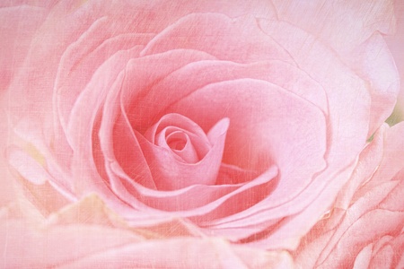 Closeup of a pink rose with antique finishの写真素材