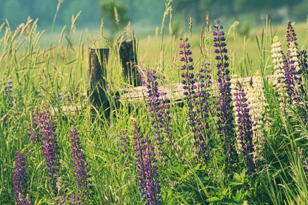 Field of lupine  flowersの写真素材