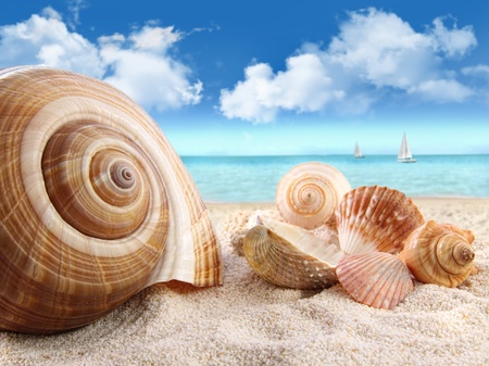 Group of seashells on the beach
