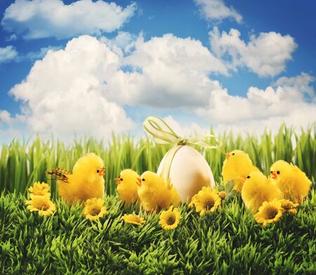 Little Easter chicks in the grass
