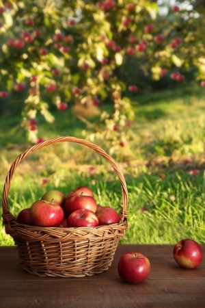 Delicious red apples in basket on table in orchardの写真素材