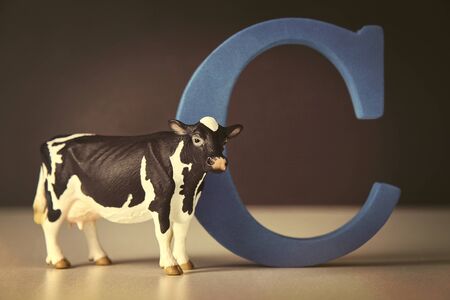 The letter C with a toy cow on tableの写真素材