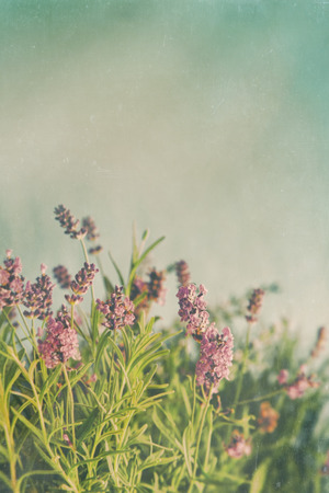 Closeup of lavender flowers with vintage color filtersの写真素材
