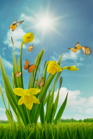Daffodils and butterflies in sunny fieldの写真素材