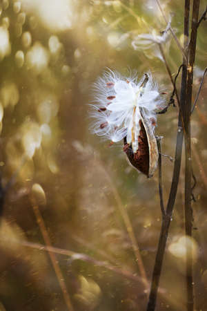 Milkweed pods opening with seeds about to blow in the windの写真素材