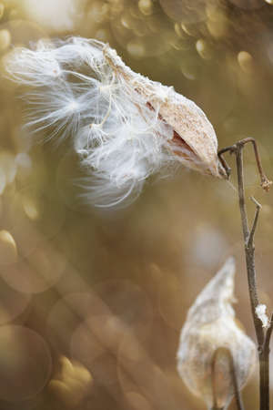 Milkweed pods opening with seeds  blowing in the windの写真素材