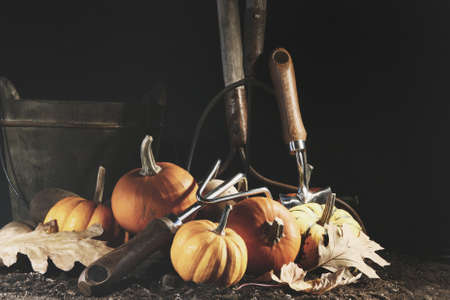 Gourds and pumpkins on the earth at nightの写真素材