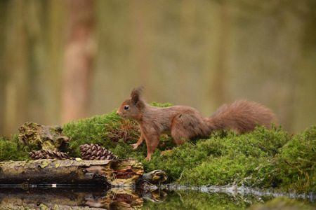 A red squirrel at the forest of Clinge.の写真素材
