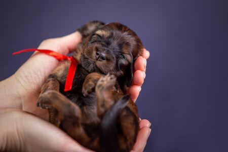 Portrait of a cute dachshund puppy in studioの写真素材