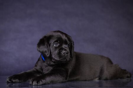 Portrait of a cute black labrador puppy in the studio.の写真素材