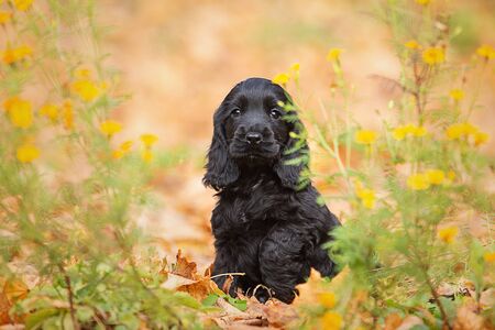 A black english cocker spaniel puppyの写真素材