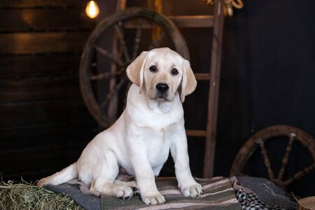Portrait of a yellow labrador puppy is sitting on hayの写真素材