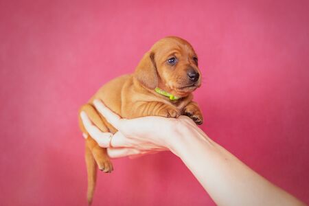 Portrait of a isolated dachshund puppy in studioの写真素材