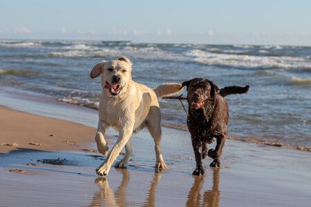 portrait two happy Labrador Retriever yellow and chocolate, dog run along the beach by the sea at...