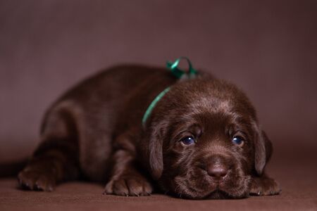 Portrait of a cute chocolate labrador puppy, dog in the studio.の写真素材