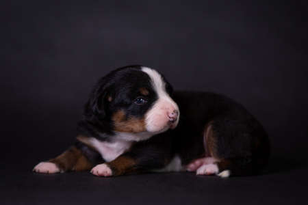 Portrait of a cute little puppy in the studio on a grey background.の写真素材