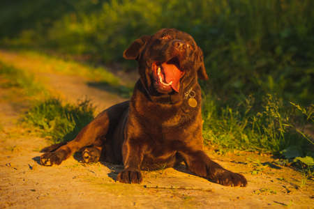 Portrait a beautiful chocolate labrador is lying on the grass. dog smilesの写真素材