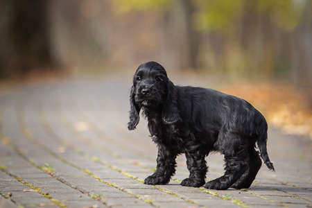 portrait of a little black cocker spaniel puppy in autumn parkの写真素材