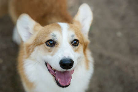 Portrait of an adorable welsh corgi pembroke dog in a summer forest.の写真素材