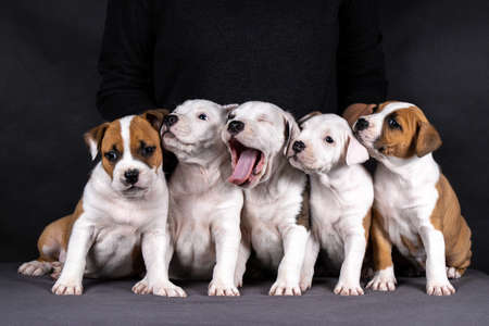 portrait of american staffordshire terrier puppiesの写真素材