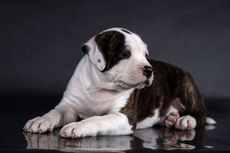 american staffordshire terrier puppy portraitの写真素材