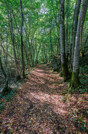 Italy, Udine, San Leonardo del Friuli - walking through the village, forests, rivers and waterfalls in the municipality of San Leonardoの写真素材