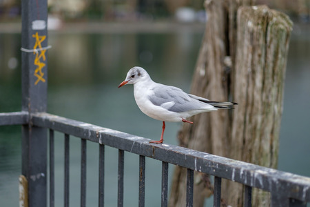 Italy, Bracciano, Anguillara Sabazia - 31 January 2016: Seagulls at the Bracciano Lake