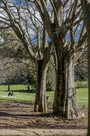 Italy, Rome, Villa Dora Pamphili - 06 March 2016: It's morning in the park of Villa Doria Pamphili, the largest park in Rome; It is a place where you can walk, run, ride a bicycle and of course relaxの写真素材