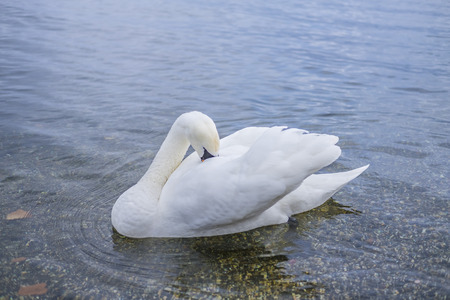 Italy, Bracciano, Anguillara Sabazia - 31 January 2016: Swans at the Bracciano Lakeの写真素材