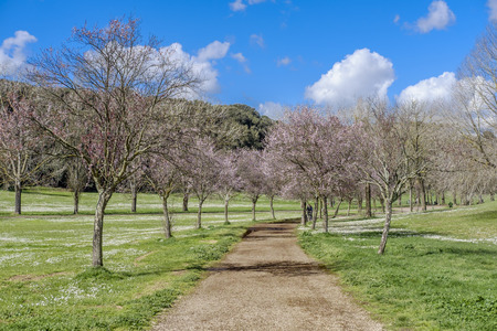 Italy, Rome, Villa Dora Pamphili - 06 March 2016: It's morning in the park of Villa Doria Pamphili, the largest park in Rome; It is a place where you can walk, run, ride a bicycle and of course relaxのeditorial素材